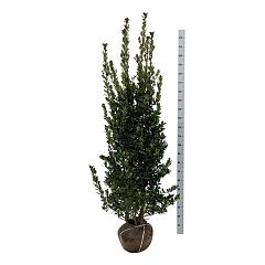 Ilex meserv. 'Heckenblau'