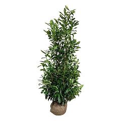 Prunus l. 'Caucasica'