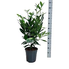 Prunus l. 'Caucasica'