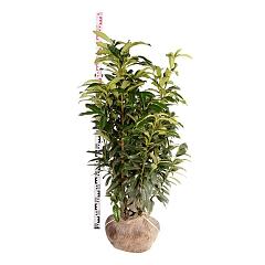 Prunus l. 'Genolia'(R)