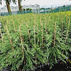 Cupressocyparis leylandii