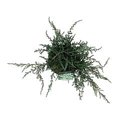 Juniperus comm. 'Ristol'