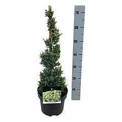 Juniperus squamata 'Holger'
