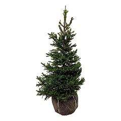 Picea abies 'Will's Zwerg'