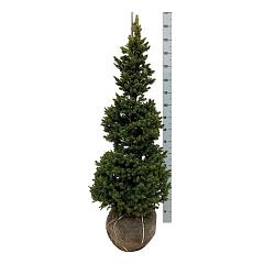 Picea abies 'Will's Zwerg'