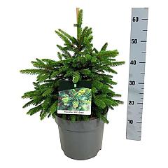 Picea abies 'Will's Zwerg'