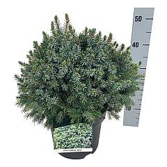 Picea omorika 'Nana'