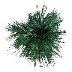 Pinus flexilis 'Vanderwolf's Pyramid'