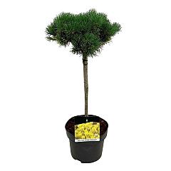 Pinus mugo 'Carsten's Wintergold'