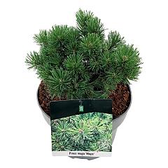 Pinus mugo 'Mops'