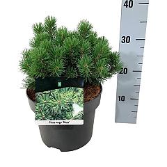 Pinus mugo 'Mops'