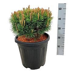 Pinus mugo 'Mops'