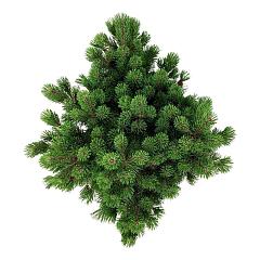 Pinus mugo 'Mumpitz'