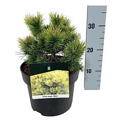 Pinus mugo 'Ophir'