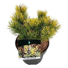 Pinus mugo 'Winter Gold'