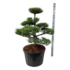 Pinus nigra nigra