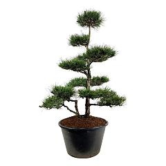 Pinus nigra nigra