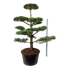 Pinus sylvestris
