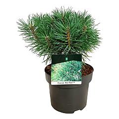 Pinus sylvestris 'Blue Pearl'