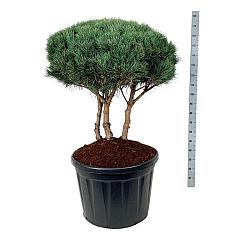 Pinus sylvestris 'Watereri'
