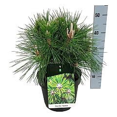 Pinus thunbergii 'Sayonara'
