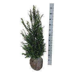 Taxus baccata