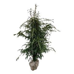 Taxus b. 'Dovastoniana'