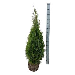 Thuja occ. 'Smaragd'