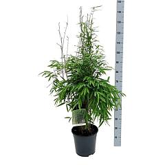 Fargesia nitida 'Gansu 95/2'