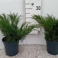 Juniperus sabina