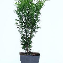 Taxus media 'Densiformis'