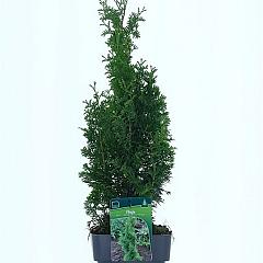 Thuja occ. 'Degroot's Spire'