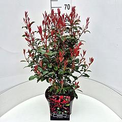 Photinia fraseri 'Carré Rouge'