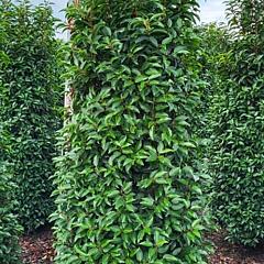 Prunus lusitanica 'Angustifolia'