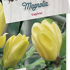 Magnolia 'Daphne'