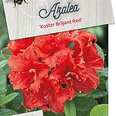 Rhododendron (AM) 'Kost. Bril. Red'