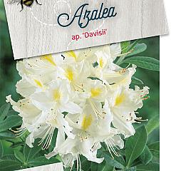 Rhododendron (AP) 'Daviesii'