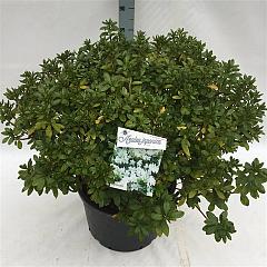 Rhododendron (AZ) 'Luzi'