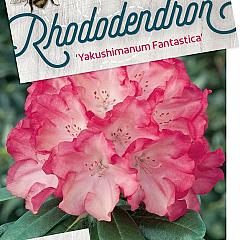 Rhododendron (Y) 'Fantastica'