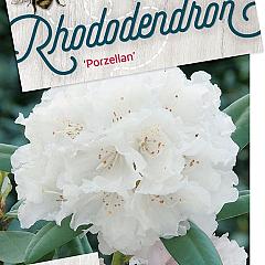 Rhododendron (Y) 'Porzellan'