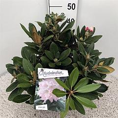 Rhododendron (Y) 'Silberwolke'