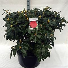 Rhododendron 'Markeeta's Prize'