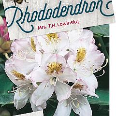 Rhododendron 'Mrs T.H. Lowinsky'