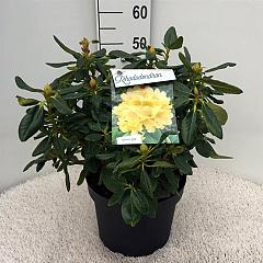 Rhododendron 'Nancy Evans'