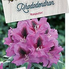 Rhododendron 'Rasputin'