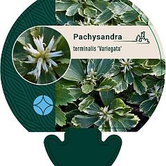 Pachysandra term. 'Variegata'
