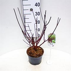 Cornus alba 'Kesselringii'