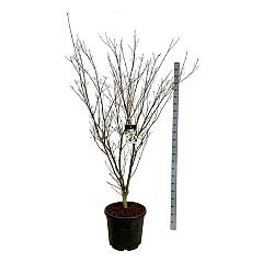 Cornus kousa 'Weisse Fontaine'