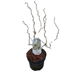 Corylus a. 'Medusa' PBR