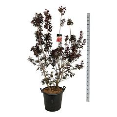 Cotinus cog. 'Royal Purple'